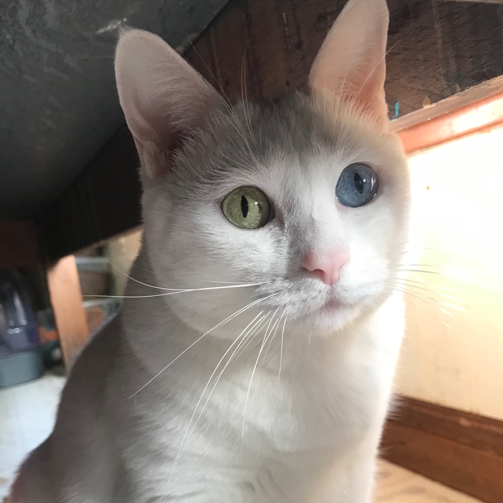 Meet your Posher, Bailey